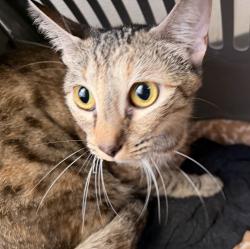 Shelter Stray Female Cat last seen Sprouts parking lot on park, San Diego, CA, 92102, San Diego, CA 92110