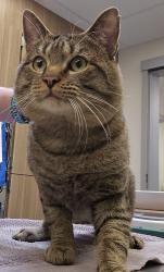 Shelter Stray Male Cat last seen SE 151st/Stark, OR, Troutdale, OR 97060