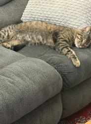 Lost Male Cat last seen Near Steet E, Parkland, WA 98444