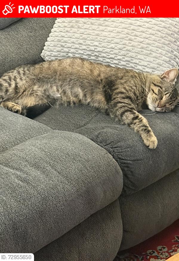 Lost Male Cat last seen Near Steet E, Parkland, WA 98444