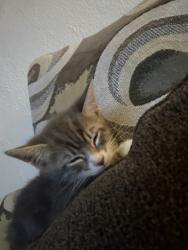Shelter Stray Male Cat last seen Near Varney Drive, San Diego, CA, 92114, San Diego, CA 92110
