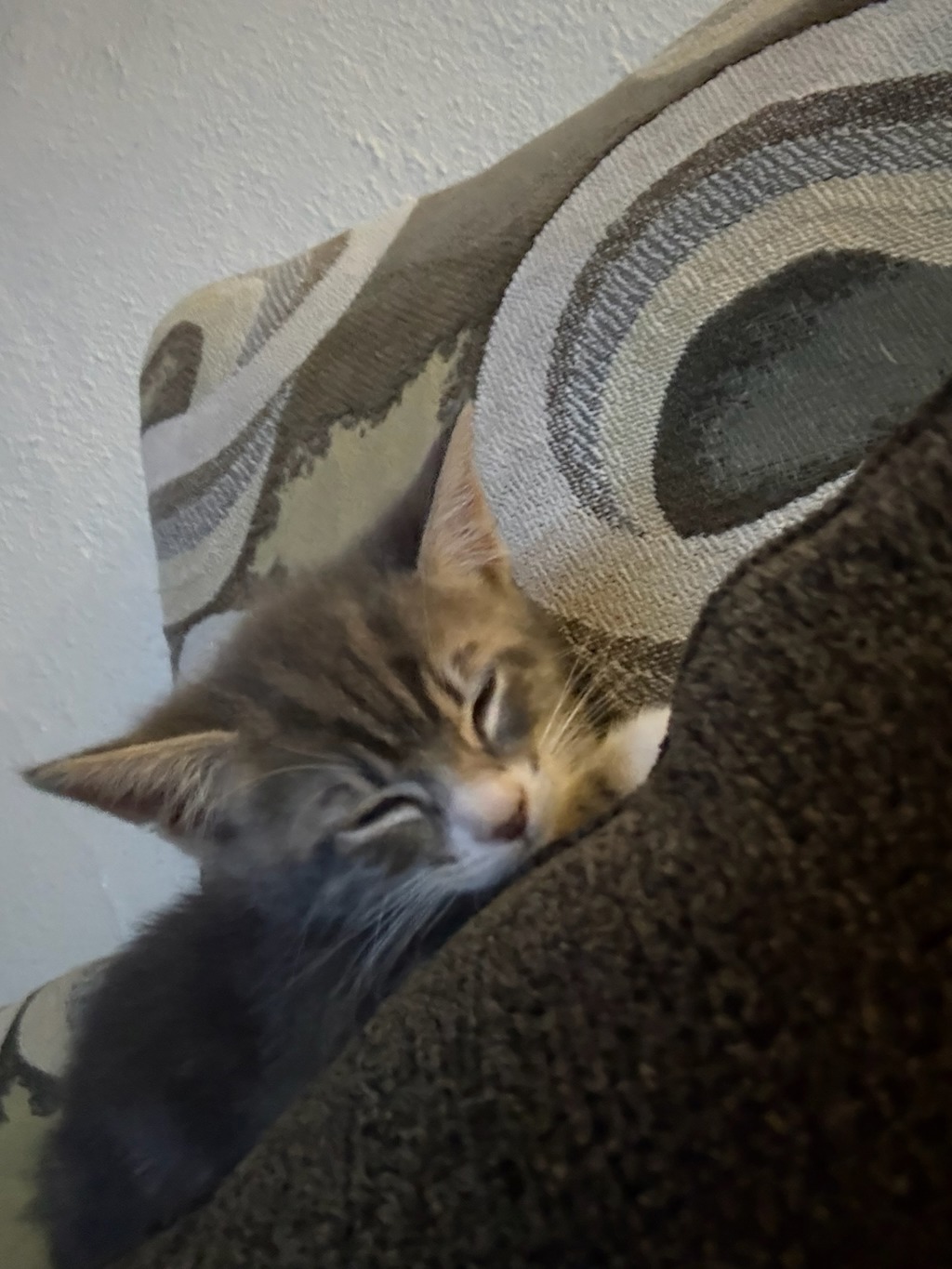 Shelter Stray Male Cat last seen Near Varney Drive, San Diego, CA, 92114, San Diego, CA 92110