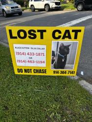 Lost Female Cat last seen Crestwood Lake apmts, Yonkers, NY 10710
