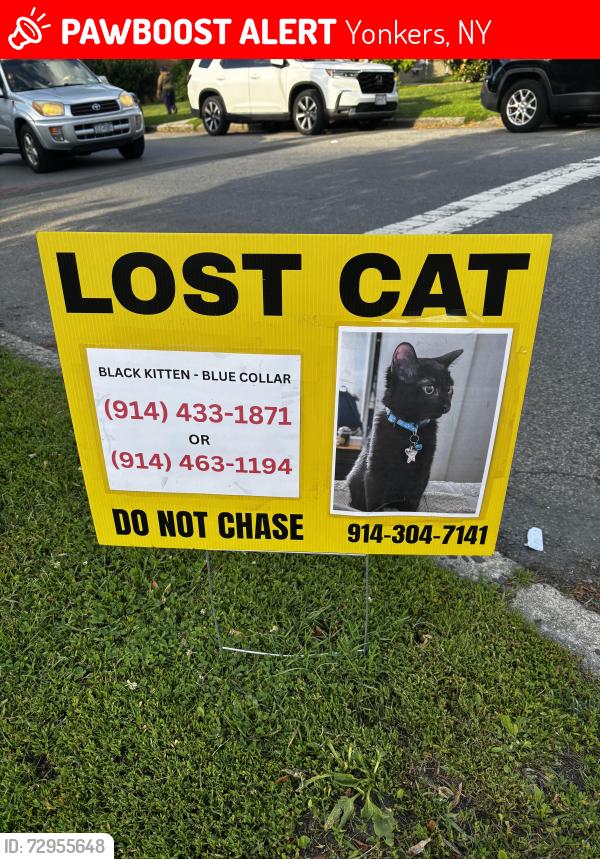 Lost Female Cat last seen Crestwood Lake apmts, Yonkers, NY 10710