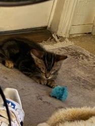 Shelter Stray Male Cat last seen Near Varney Drive, San Diego, CA, 92114, San Diego, CA 92110