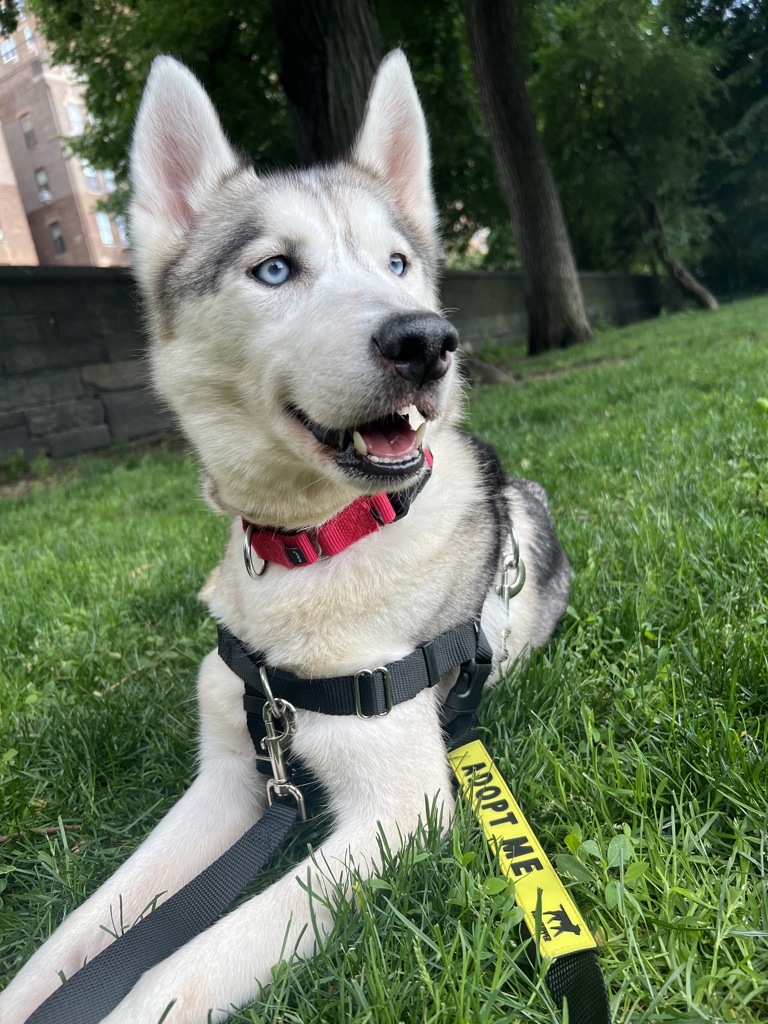 Shelter Stray Female Dog last seen Near Loisaida Avenue, NEW YORK, NY, 10009, New York, NY 10029