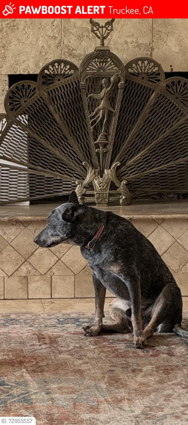 Lost Male Dog last seen Near MARTIS Peak Road, Truckee, CA 96161