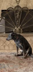 Lost Male Dog last seen Near MARTIS Peak Road, Truckee, CA 96161