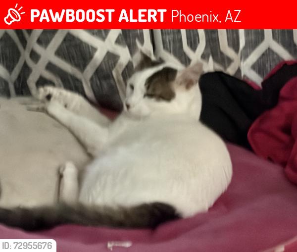Lost Male Cat last seen The Falls apmts , Phoenix, AZ 85013