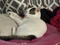 Lost Male Cat last seen The Falls apmts , Phoenix, AZ 85013