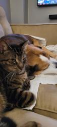 Lost Male Cat last seen 6th line and sugarbush, Coldwater, ON L0K 1E0