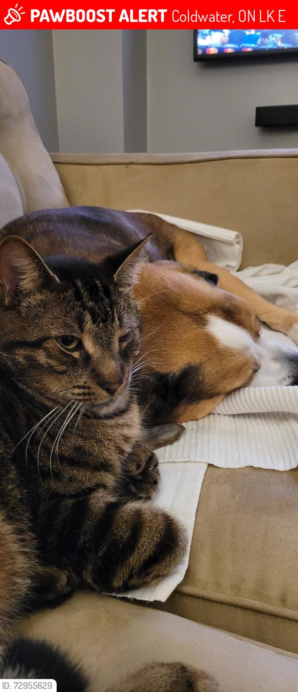 Lost Male Cat last seen 6th line and sugarbush, Coldwater, ON L0K 1E0