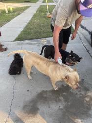Found/Stray Male Dog last seen Golden oak lane, Killeen, TX 76542