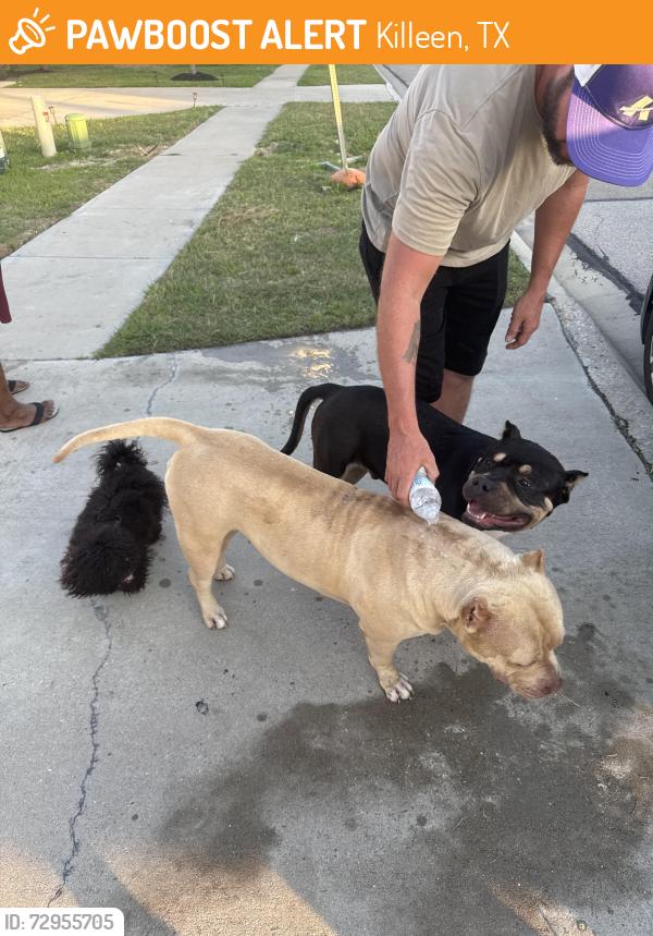 Found/Stray Male Dog last seen Golden oak lane, Killeen, TX 76542