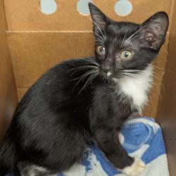 Shelter Stray Female Cat last seen , Tampa, FL 33607