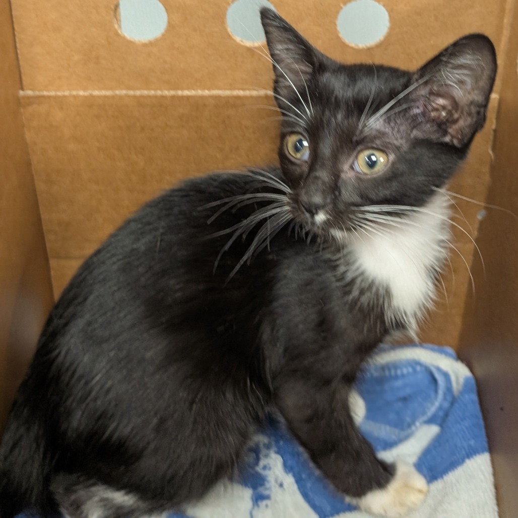 Shelter Stray Female Cat last seen , Tampa, FL 33607