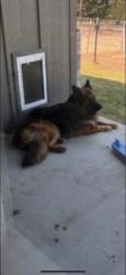 Lost Male Dog last seen Saginaw, Rosewood at Beltmill, Bar C Ranch, Fort Worth, TX 76131
