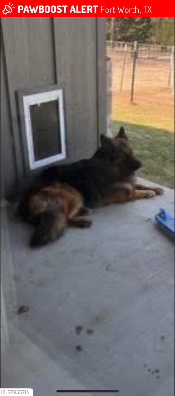 Lost Male Dog last seen Saginaw, Rosewood at Beltmill, Bar C Ranch, Fort Worth, TX 76131