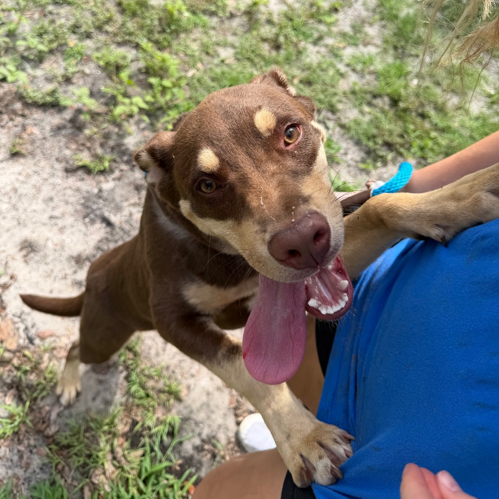 Shelter Stray Male Dog last seen , Tampa, FL 33607