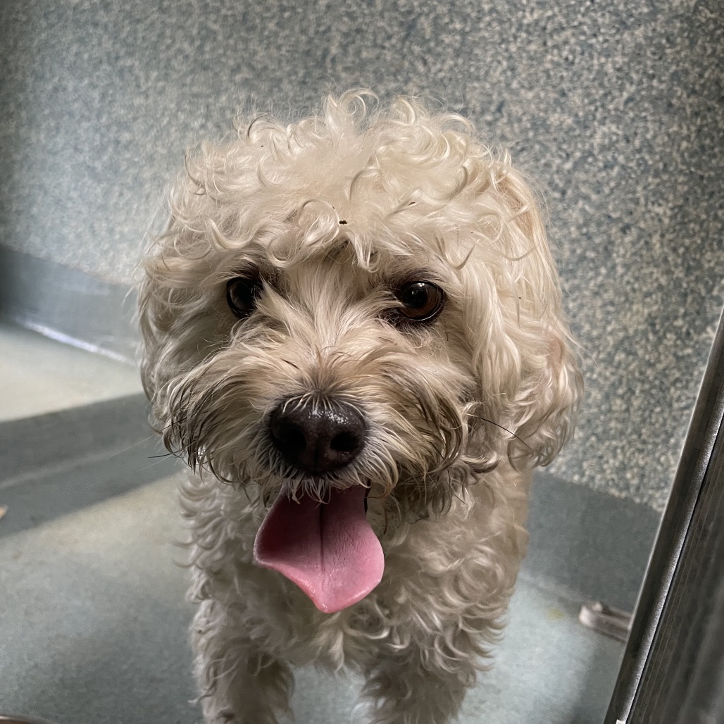 Shelter Stray Female Dog last seen , Hawthorne, CA 90250