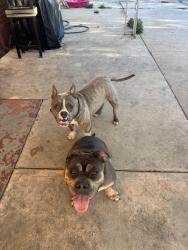 Reunited Female Dog last seen 76th and pecos , Denver, CO 80221