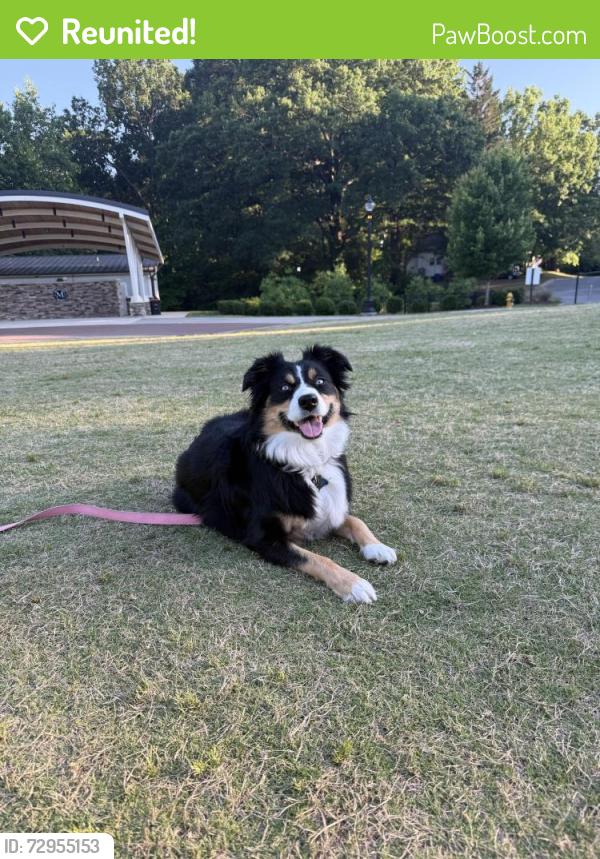 Reunited Female Dog last seen Between 9 and 10 mile, Rockford, MI 49341