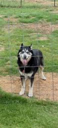 Lost Male Dog last seen Saginaw, Rosewood at Beltmill, Bar C Ranch, Fort Worth, TX 76131