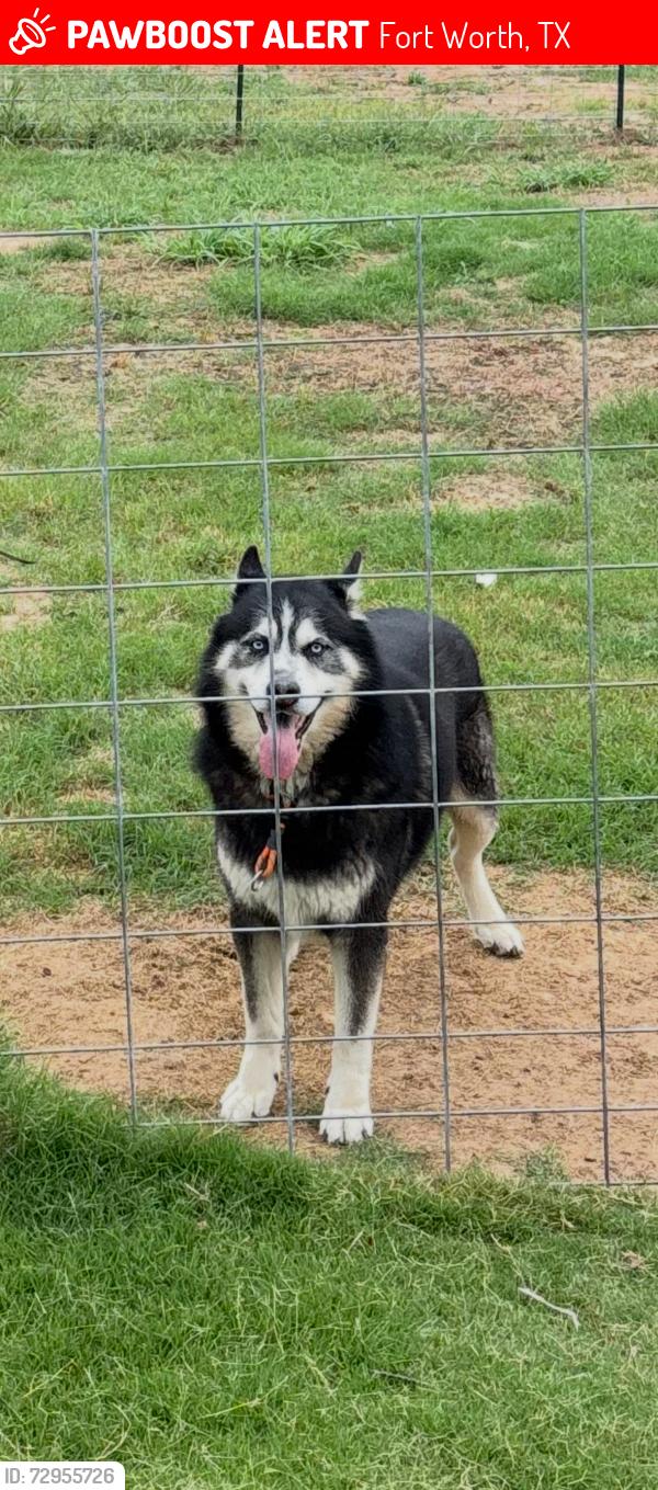 Lost Male Dog last seen Saginaw, Rosewood at Beltmill, Bar C Ranch, Fort Worth, TX 76131