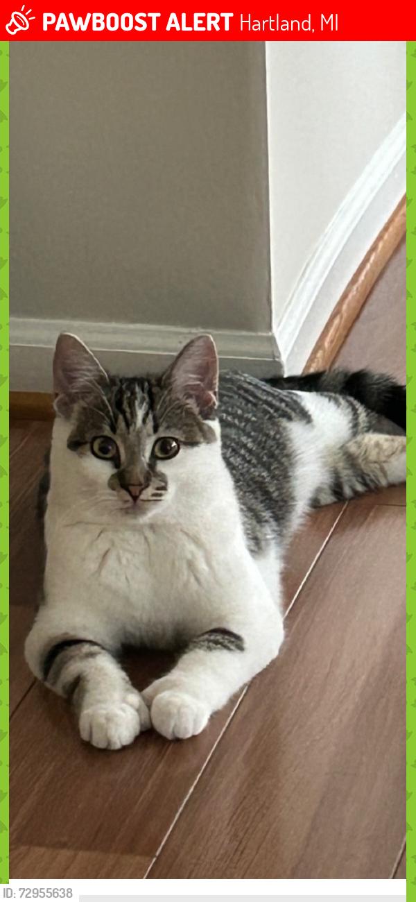 Lost Female Cat last seen cndmniums behind Meijer in Hartland, Hartland, MI 48353