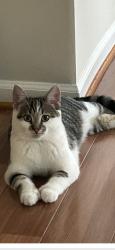 Lost Female Cat last seen cndmniums behind Meijer in Hartland, Hartland, MI 48353