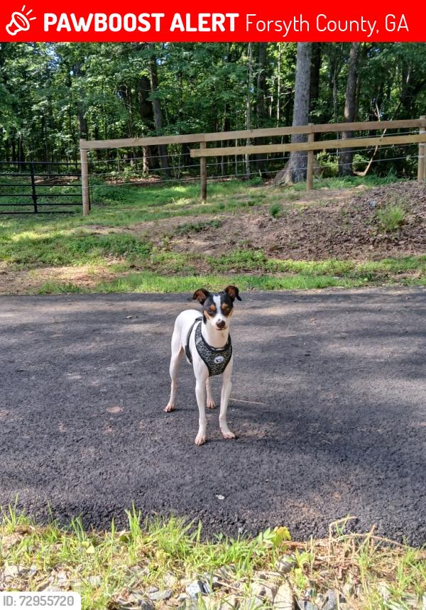 Lost Male Dog last seen cogburn road at whitmire road , Forsyth County, GA 30107