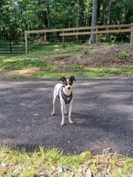 Lost Male Dog last seen cogburn road at whitmire road , Forsyth County, GA 30107