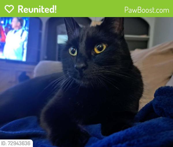 Reunited Female Cat last seen 143rd Ave SE & SE 266th St, Kent, WA 98042