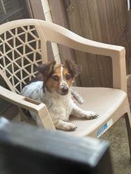Found/Stray Female Dog last seen Beechnut and Eldridge 77083, Houston, TX 77099