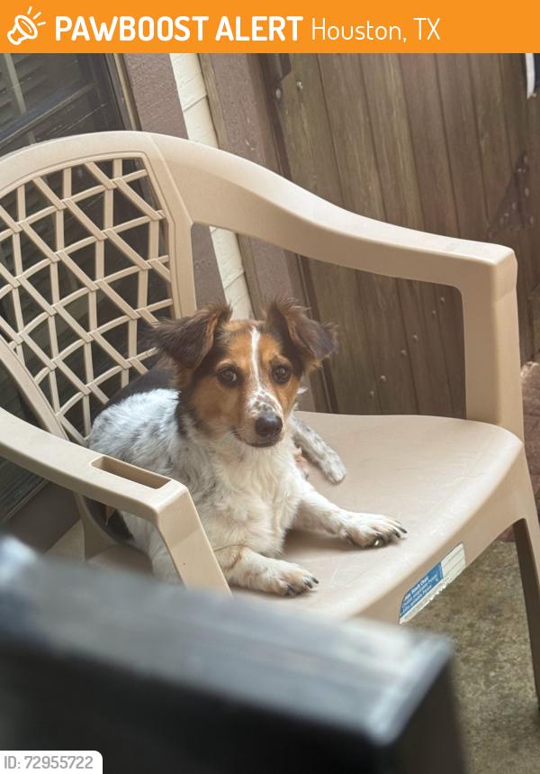 Found/Stray Female Dog last seen Beechnut and Eldridge 77083, Houston, TX 77099