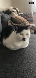 Lost Male Cat last seen Dunbar Hill Rd and Norman Rd, Hamden, CT 06514