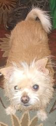 Reunited Female Dog last seen Near Kenley Ave WF 76306, Wichita Falls, TX 76306