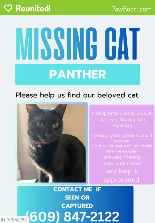 Reunited Male Cat last seen Near Norway Ave, Trenton, NJ 08609, USA, Trenton, NJ 08609