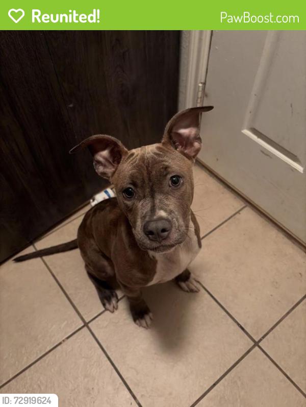 Reunited Female Dog last seen Wickton Ln, Kenswick Forest, TX 77338, USA, Kenswick Forest, TX 77338