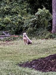 Found/Stray Female Dog last seen Lake in the Woods, Melbourne Fl, Melbourne, FL 32901