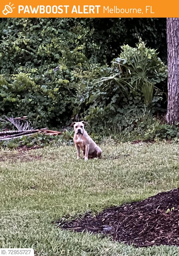Found/Stray Female Dog last seen Lake in the Woods, Melbourne Fl, Melbourne, FL 32901