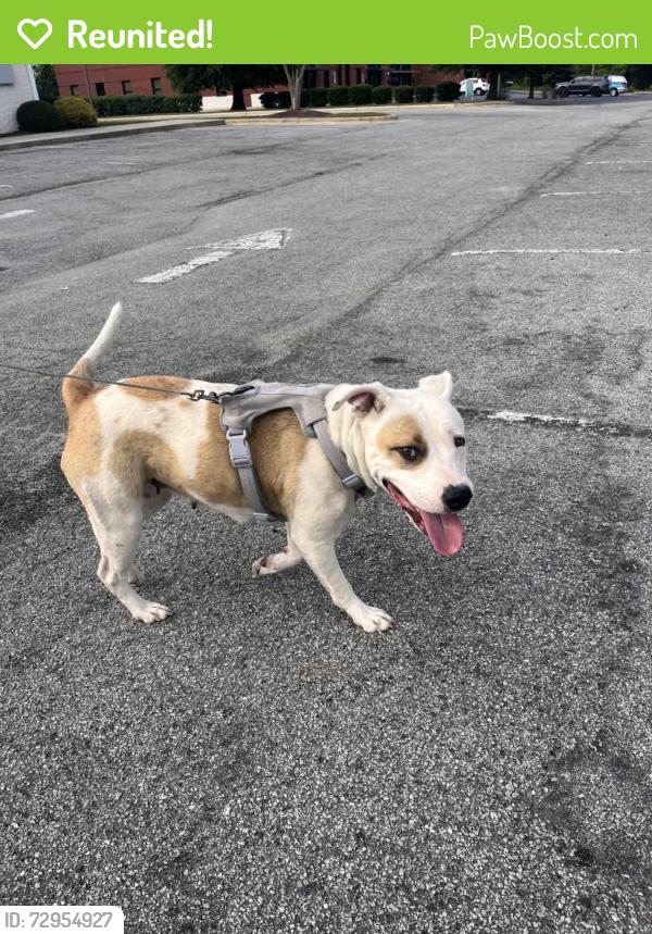 Reunited Female Dog last seen Bayswater Dr and Firetower Rd, Winterville, NC 28590