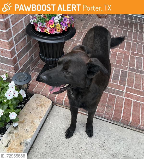 Found/Stray Male Dog last seen Ramrock & Mills Branch, Porter, TX 77365