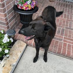 Found/Stray Male Dog last seen Ramrock & Mills Branch, Porter, TX 77365