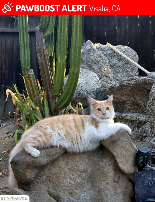 Lost Male Cat last seen South Julieann Street , Visalia, CA 93277