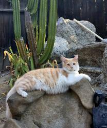 Lost Male Cat last seen South Julieann Street , Visalia, CA 93277
