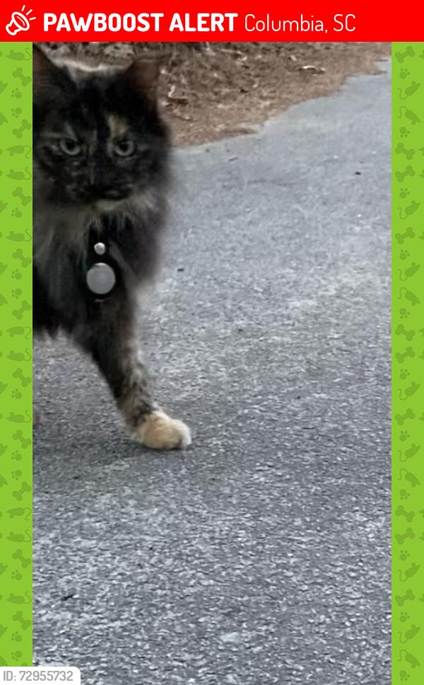 Lost Female Cat last seen Mill Creek Elementary School, Columbia, SC 29209