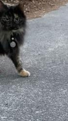 Lost Female Cat last seen Mill Creek Elementary School, Columbia, SC 29209