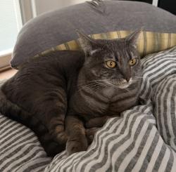 Reunited Female Cat last seen Casitas and ventura, west of Lincoln ave, Altadena, CA 91001