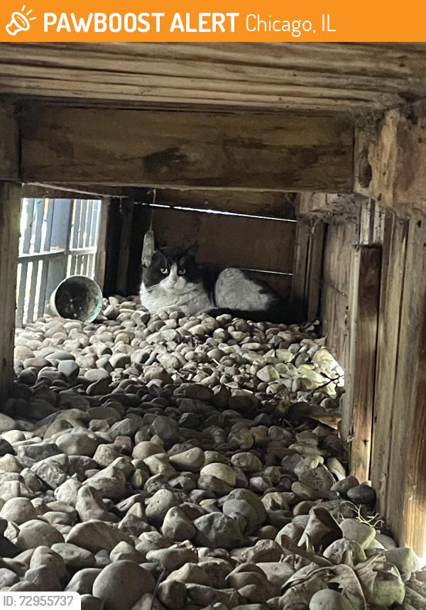 Found/Stray Unknown Cat last seen Harrison and Denvir, Chicago, IL 60612